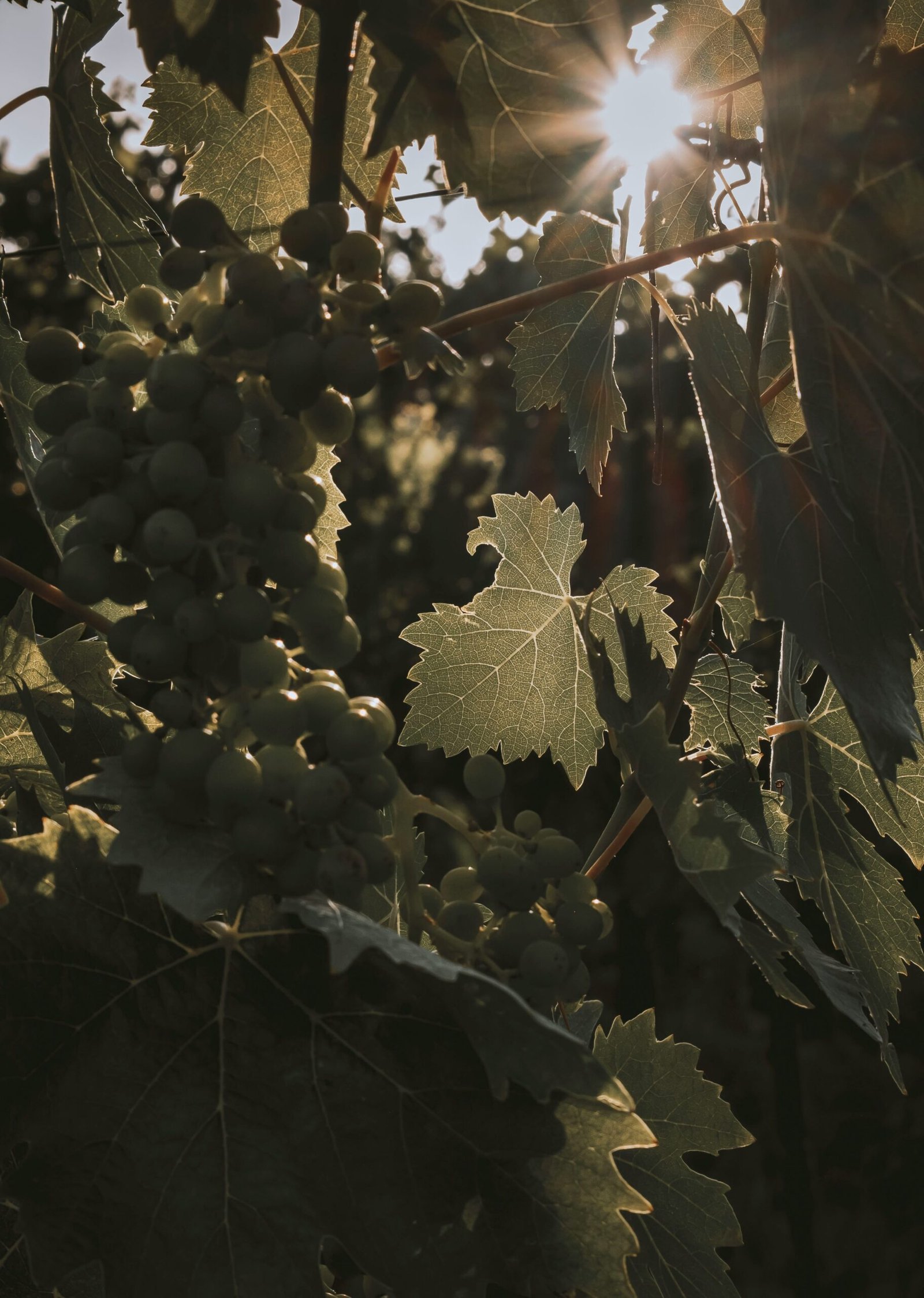 Authentic Italian Dining Experience: Wine, Appetizers, and Freshly Baked Pasta on Our Terrace